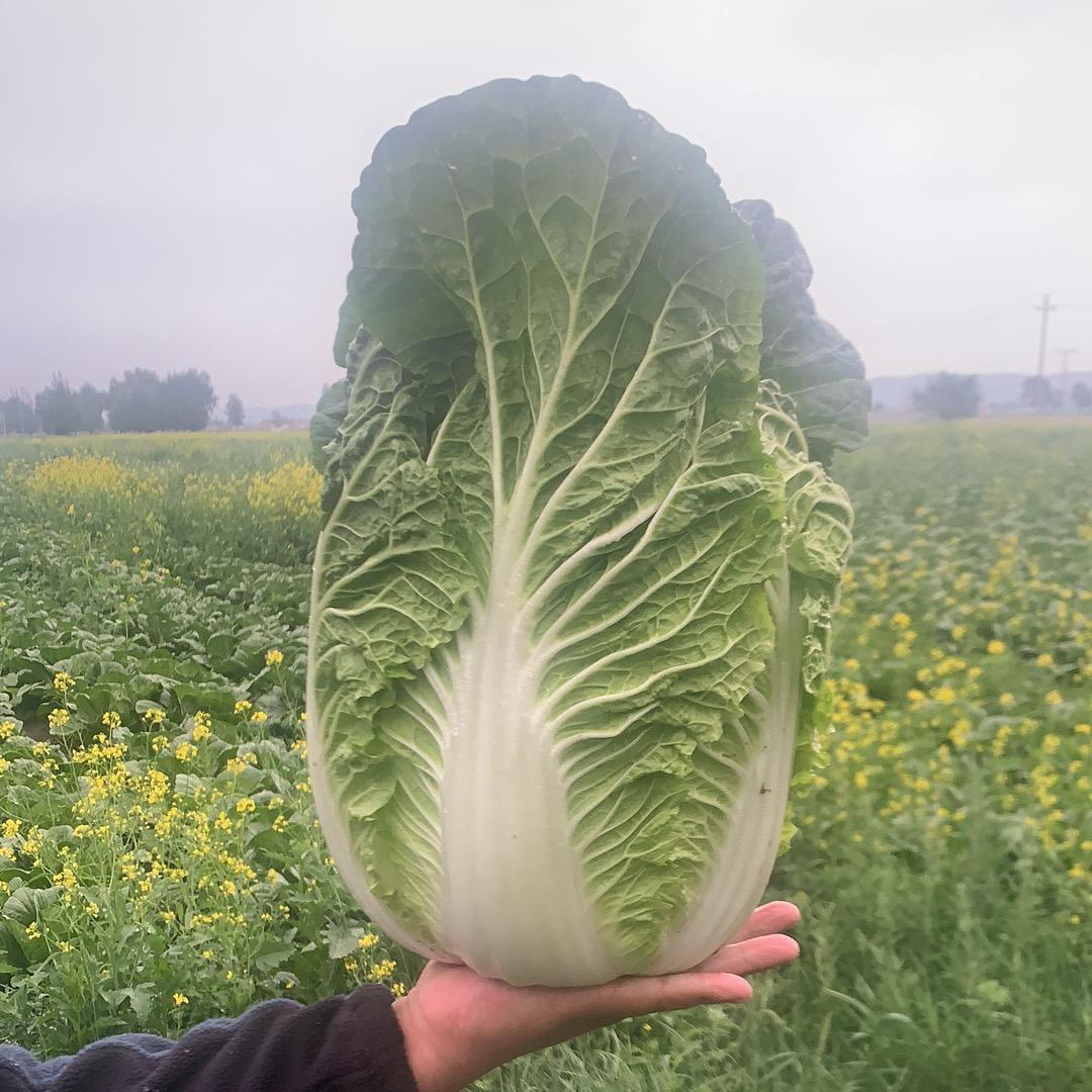 坝上蔬菜助力人