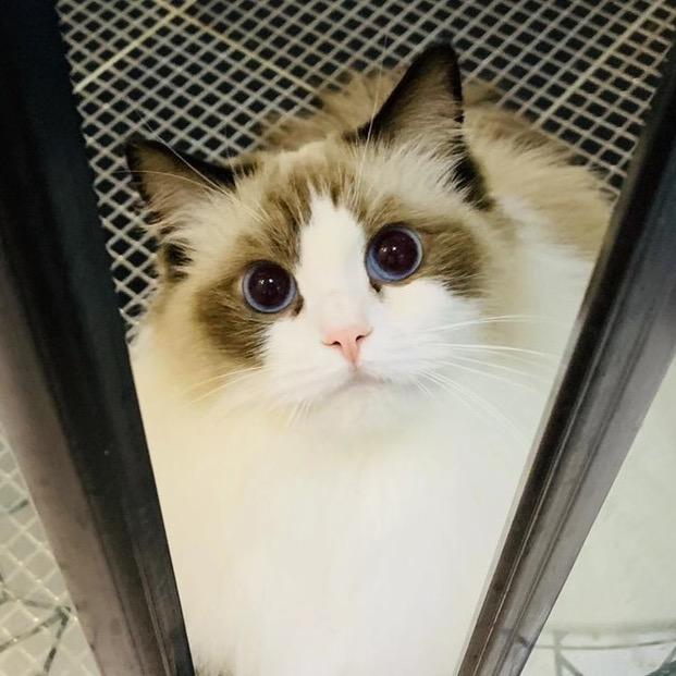 一头皮皮猪