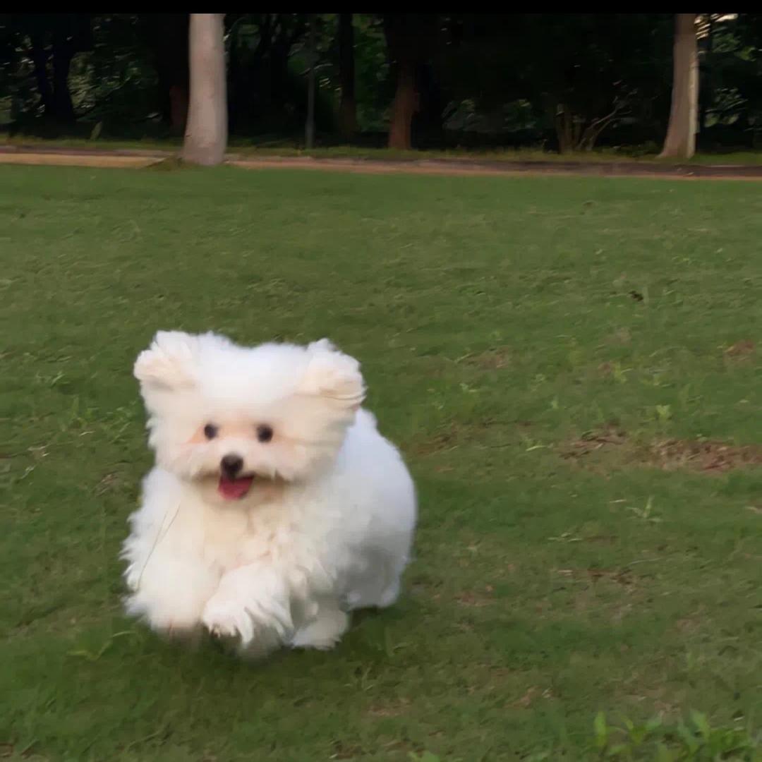 小李茶叶优选官