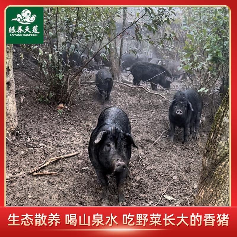 巴人记忆
