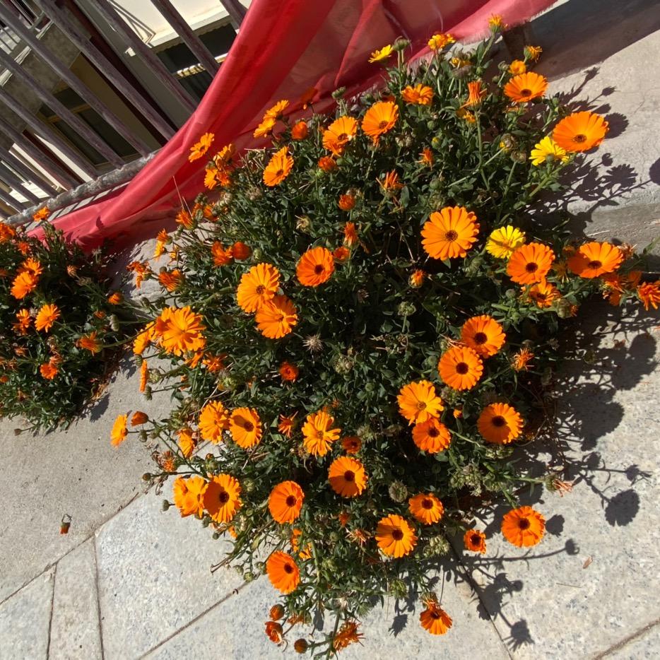 只是当时已惘然