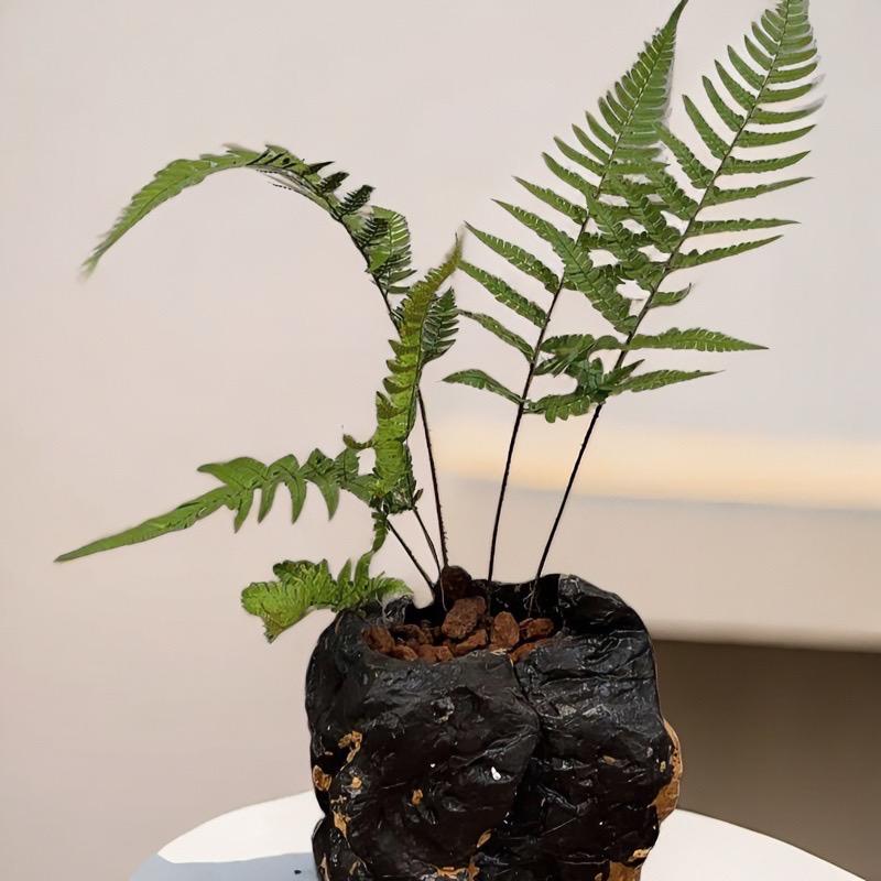 晓玄石艺(奇石花盆鱼缸)