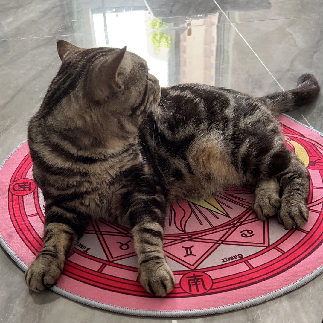 橘子