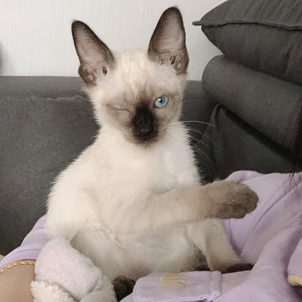 齐天大圣孙悟空