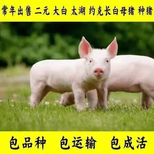 ～亿富猪业（利农）～