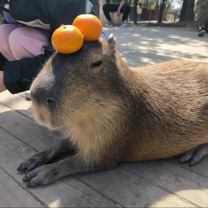 王呼啦
