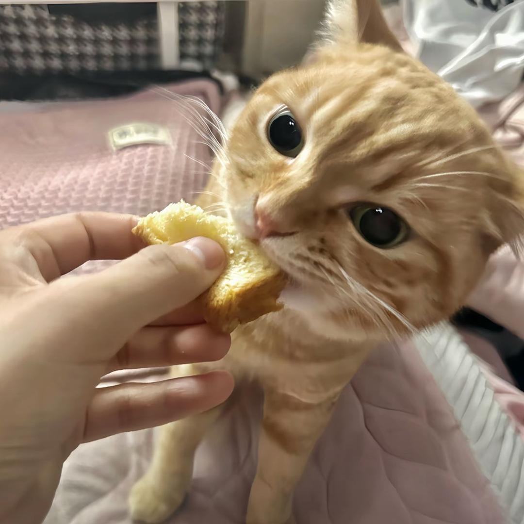 猫猫雨^