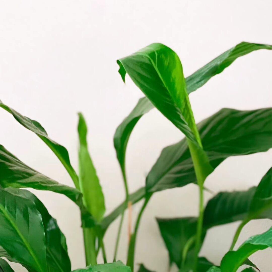 00后攀枝花土鸡苗批发零售