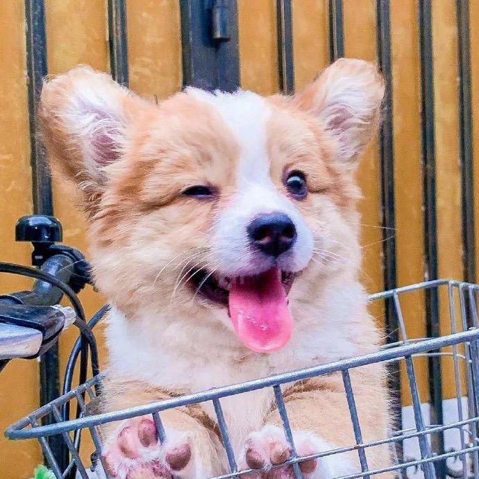 哈尔滨顺冠文化传媒王冠