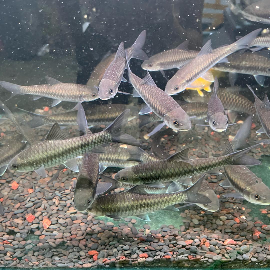 保山蓝吉罗源头