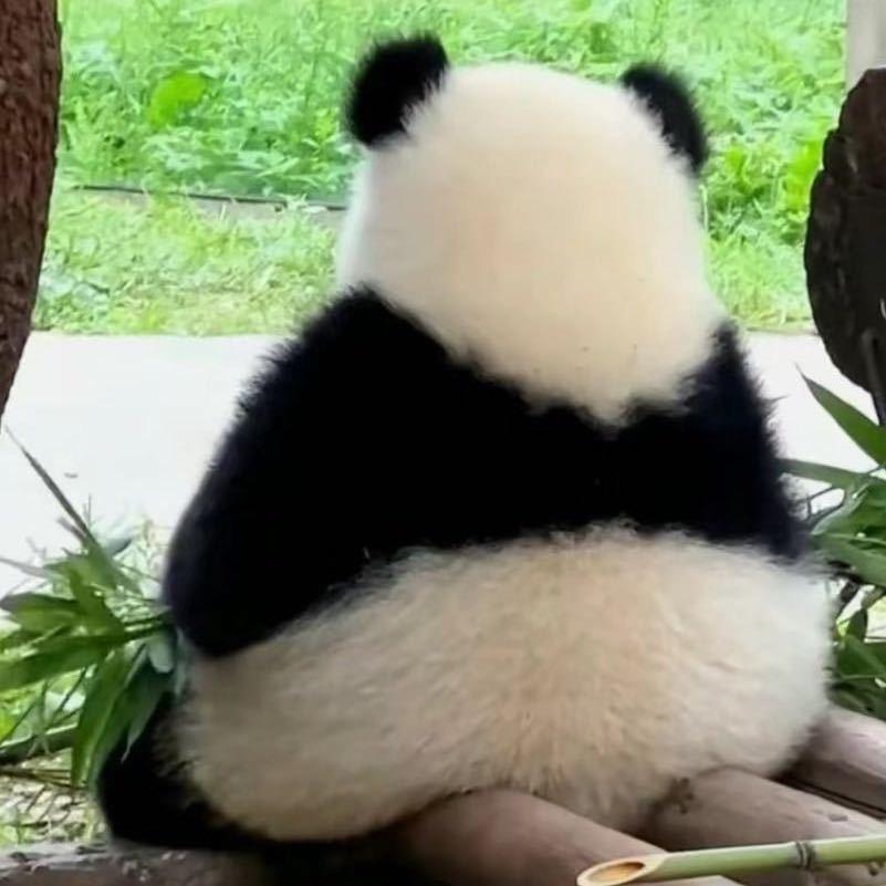 加菲熊