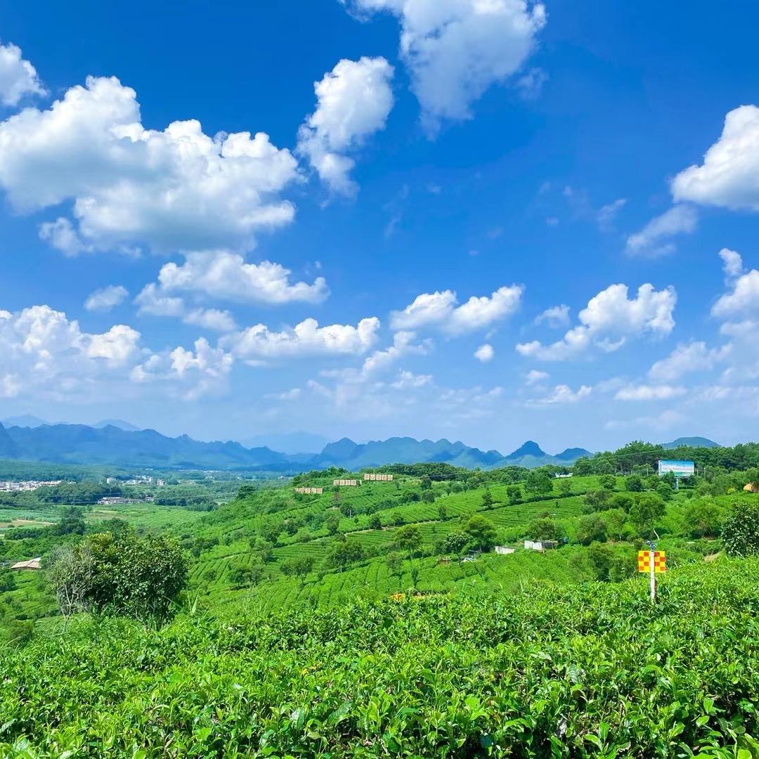 英州红茶业拾悦茶行