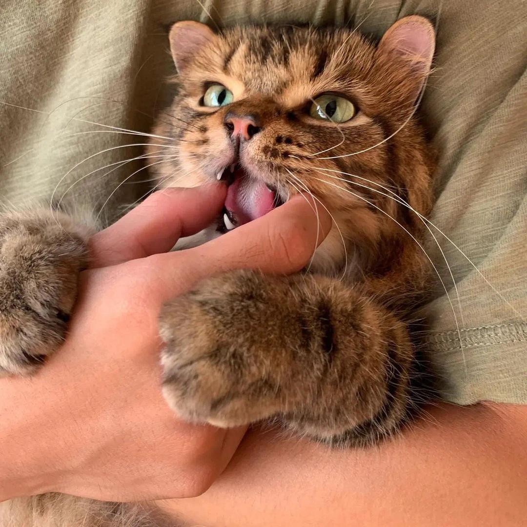 𝐗𝐈𝐀𝐎𝐘𝐀𝐎