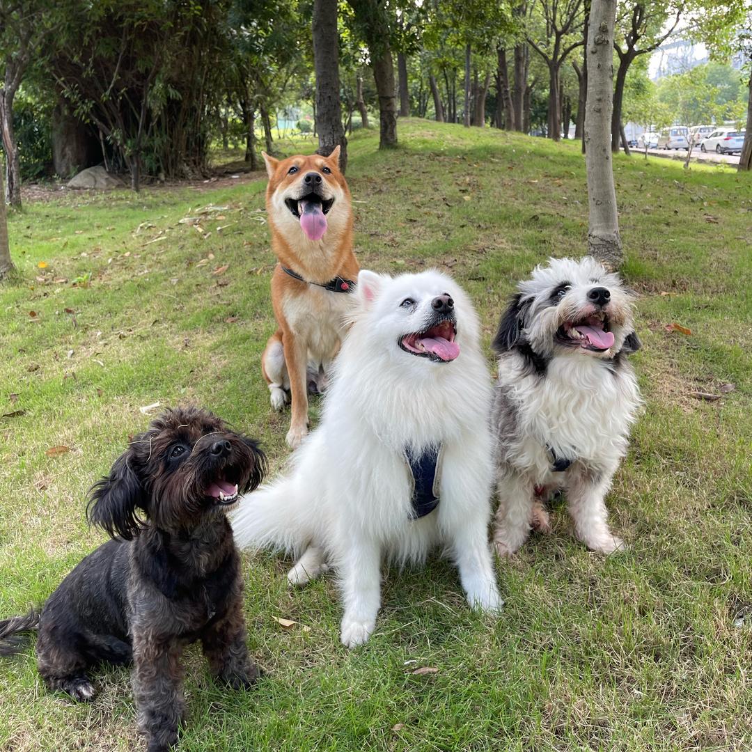 狗界F4