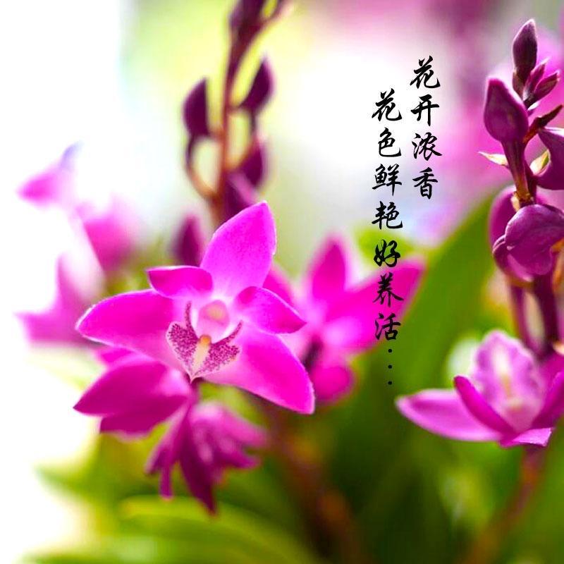 木焱石斛兰基地直发