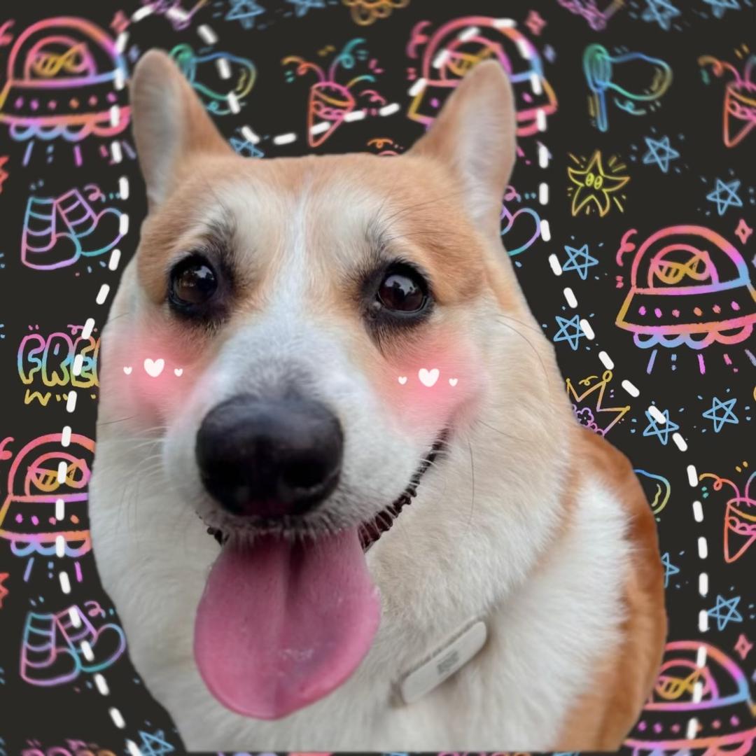 短腿汪开心