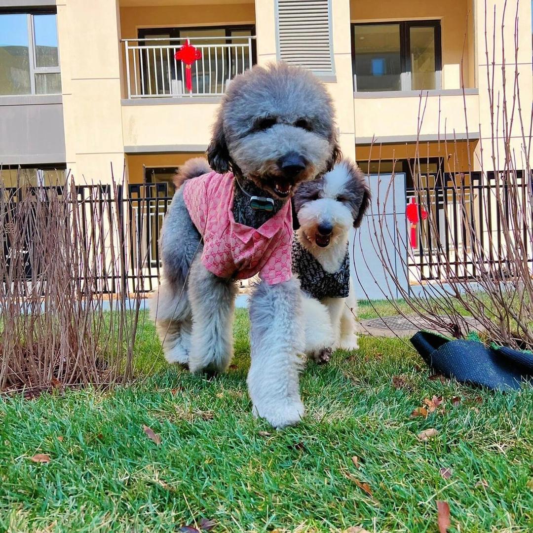 名宠优选（巨贵版）