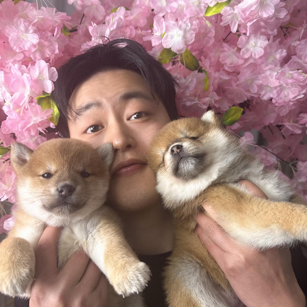 宠百万 柴犬