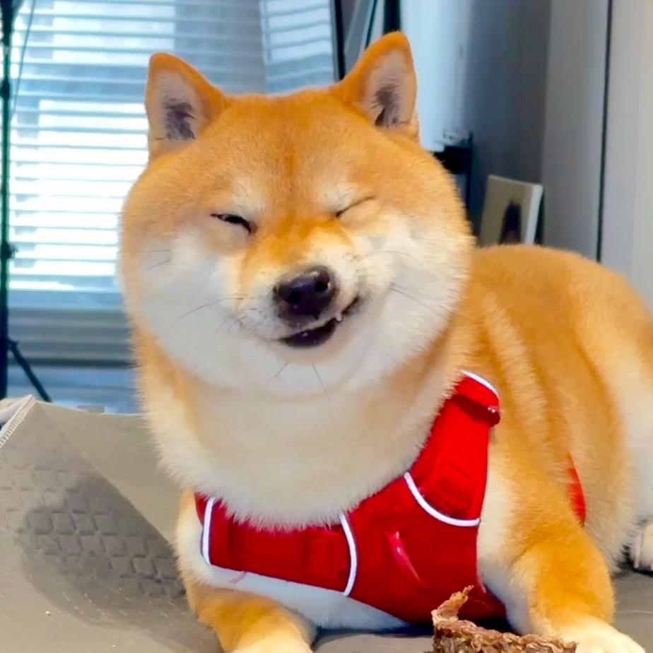 沈阳清澜柴犬