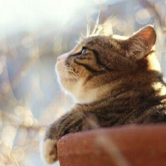 ღ᭄藍桉🍃🪶ꦿ꯭ঞ