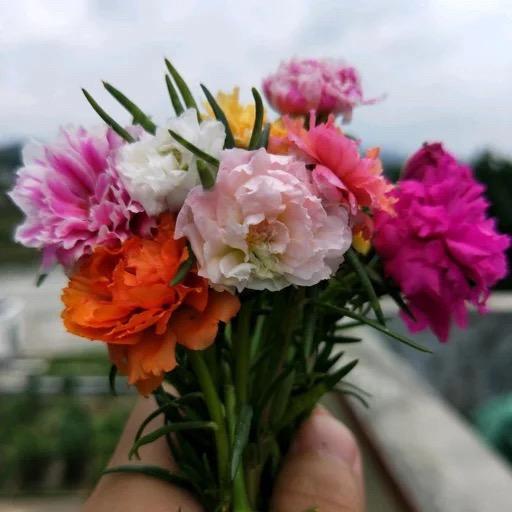 小李家的太阳花