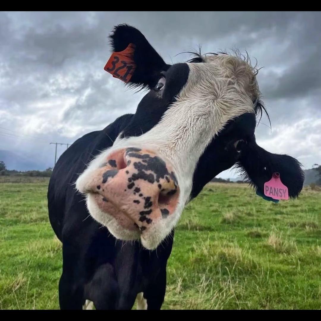 啊哈