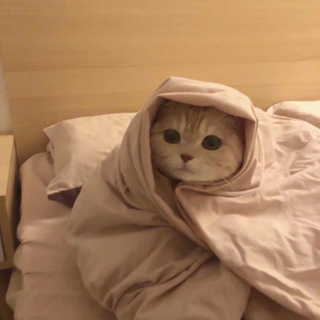 衹