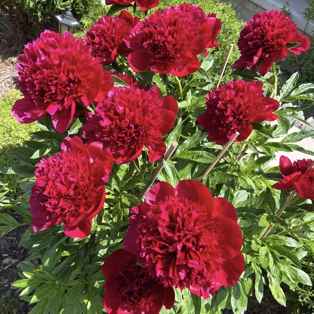 玖越花艺
