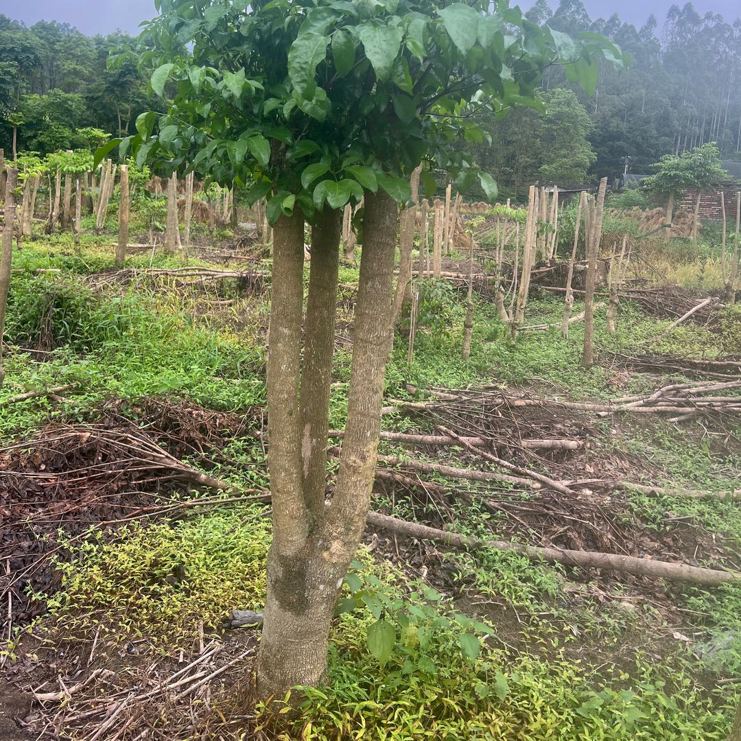 幸福树源头工厂（平安树基地）