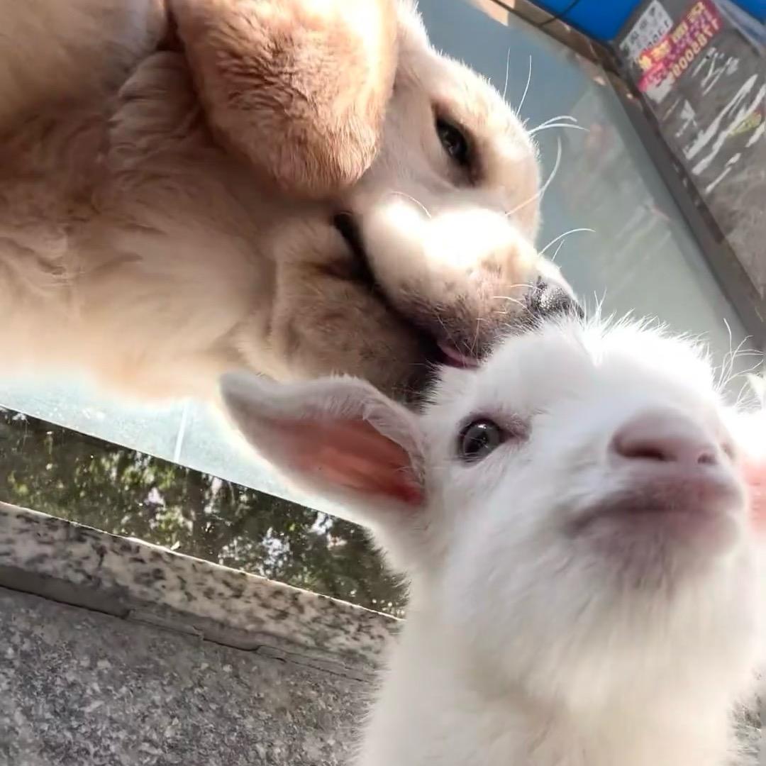 快乐的糖醋里脊