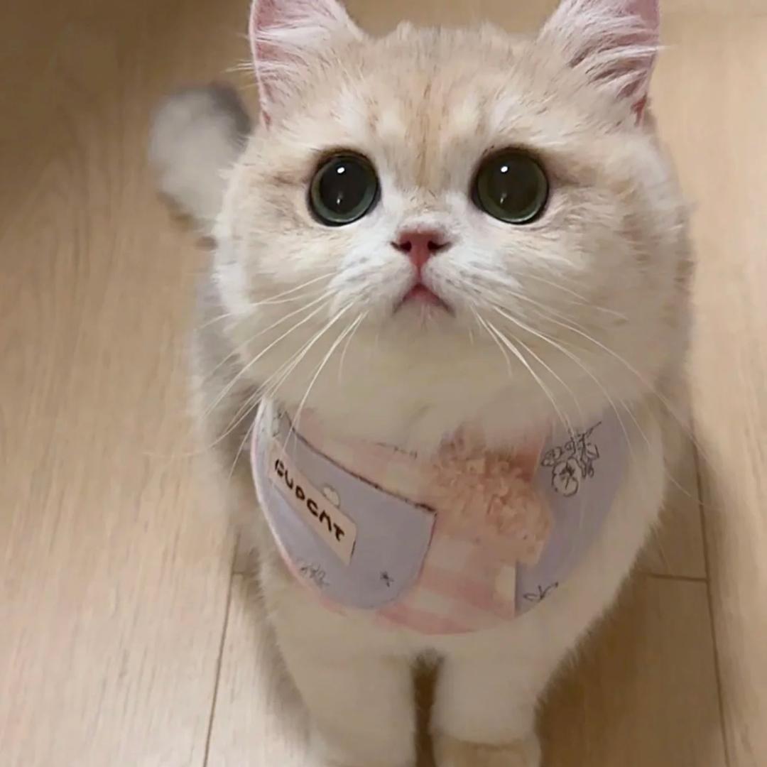 嘟嘟薯好物分享