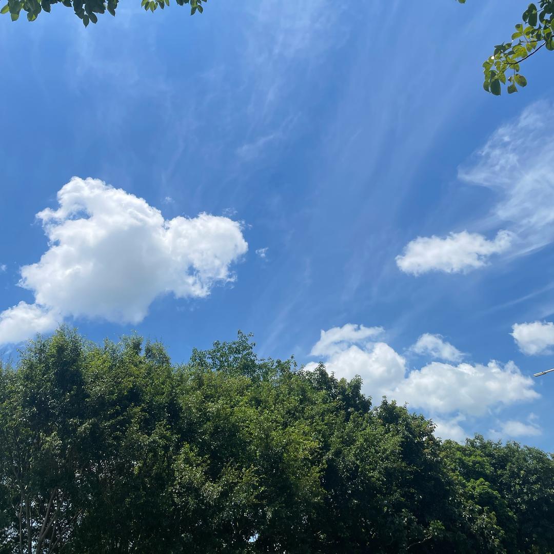 （小羊）黄金回収、定制