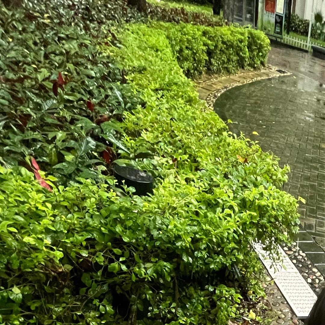 茯苓讲执医