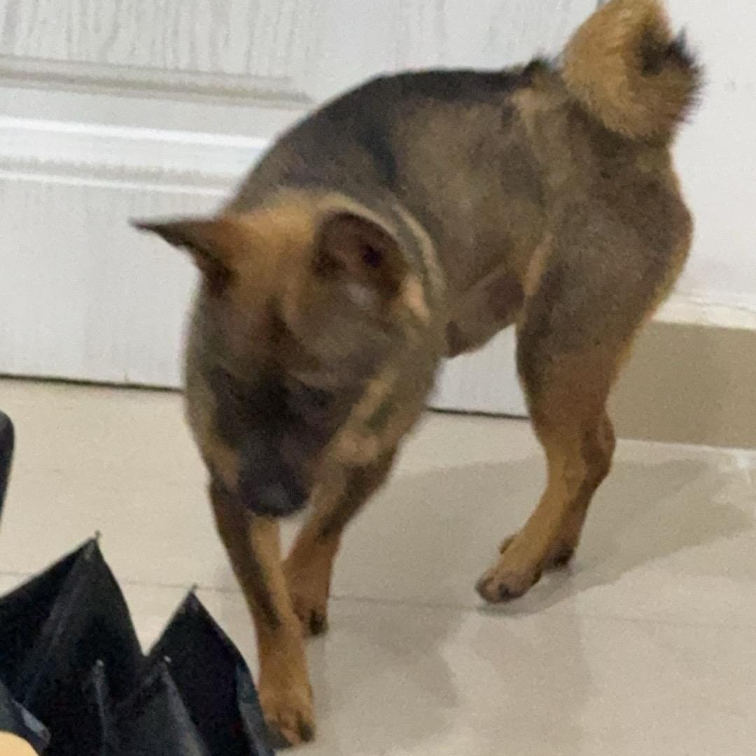 无奈之下无奈了一下