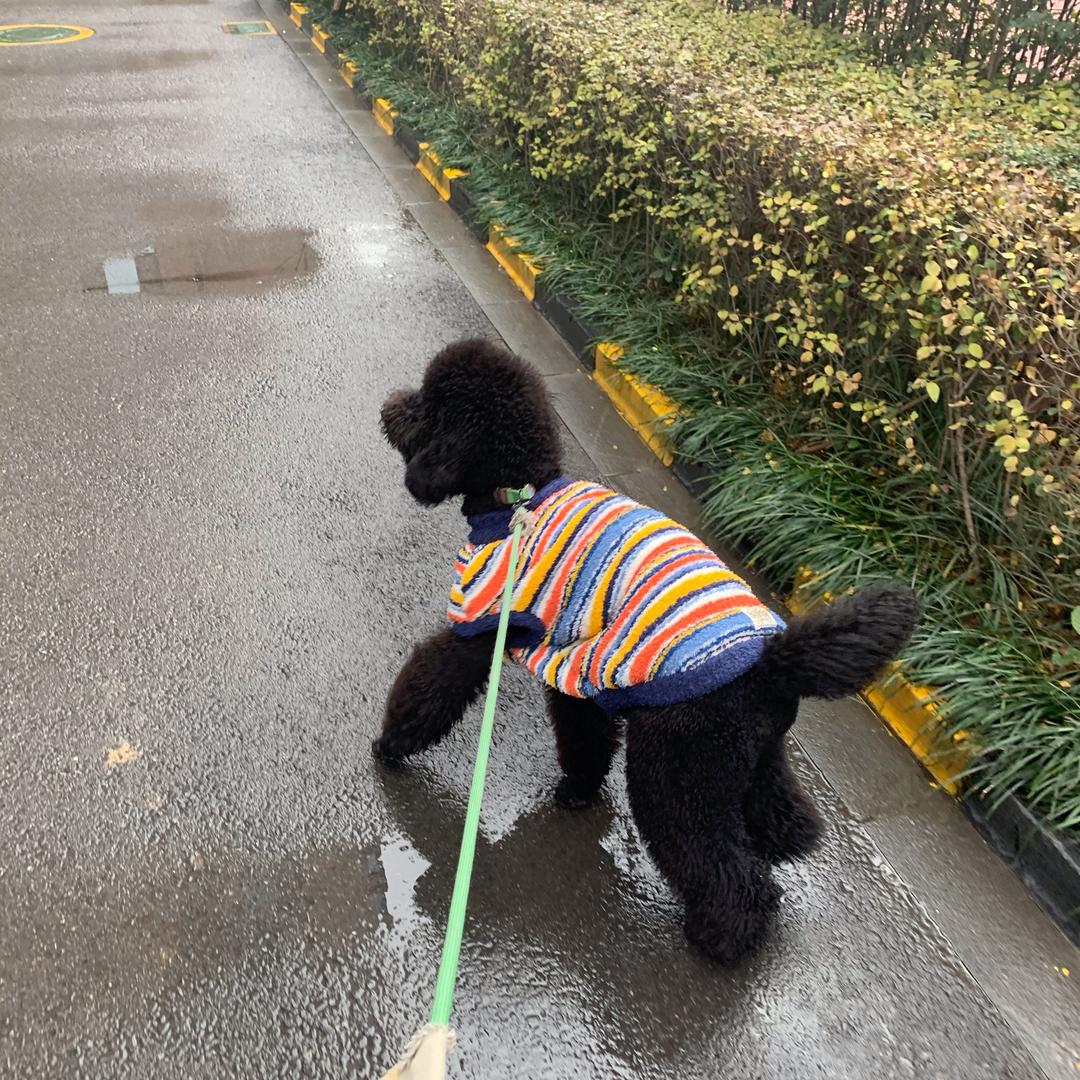王黑鸭🐩