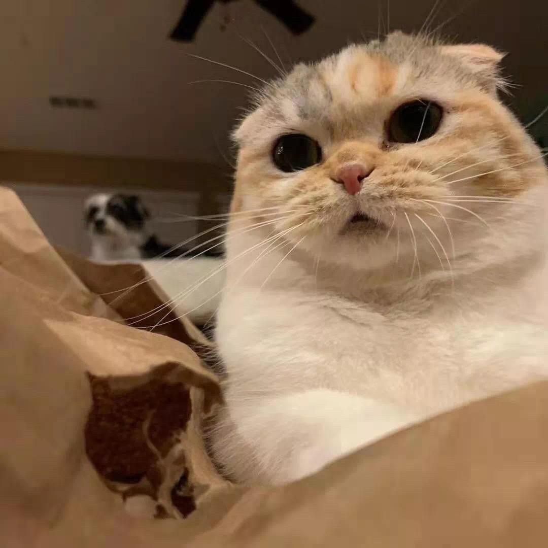 桉