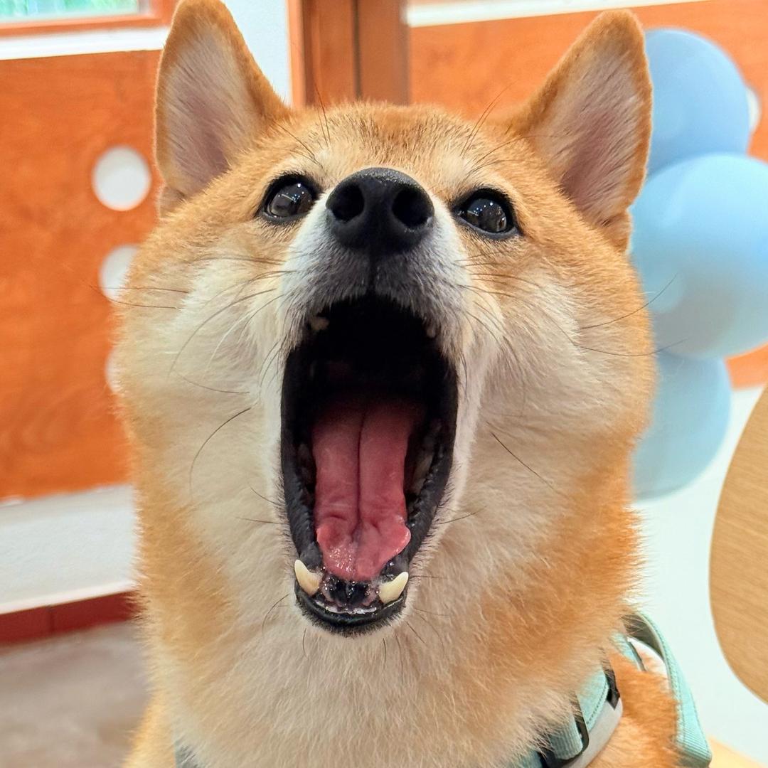 你奈我乜何女士