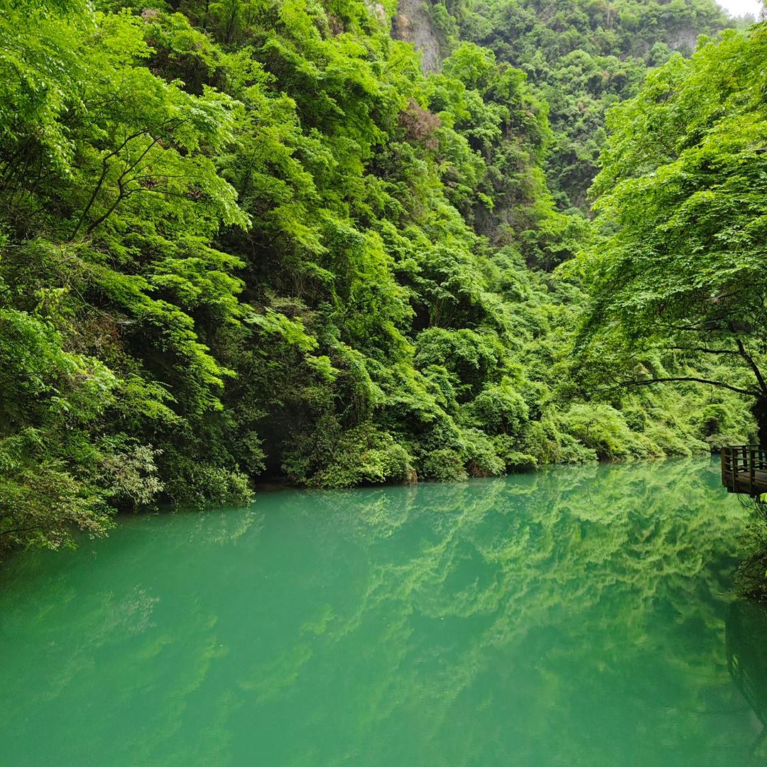 飞鱼鲸