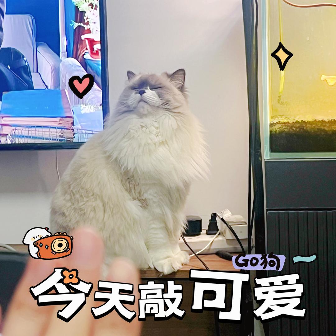 孙Kiki是只布偶猫