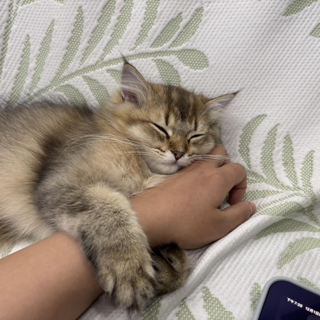 十月就是个小魔丸