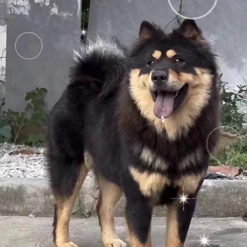 土松犬-东风@