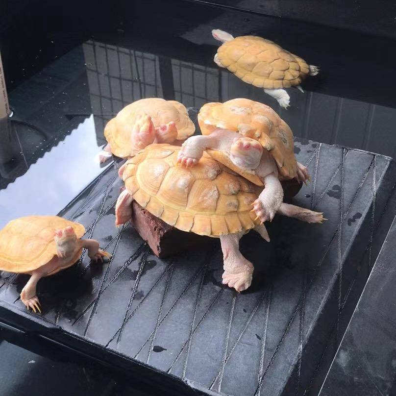 7总爬宠