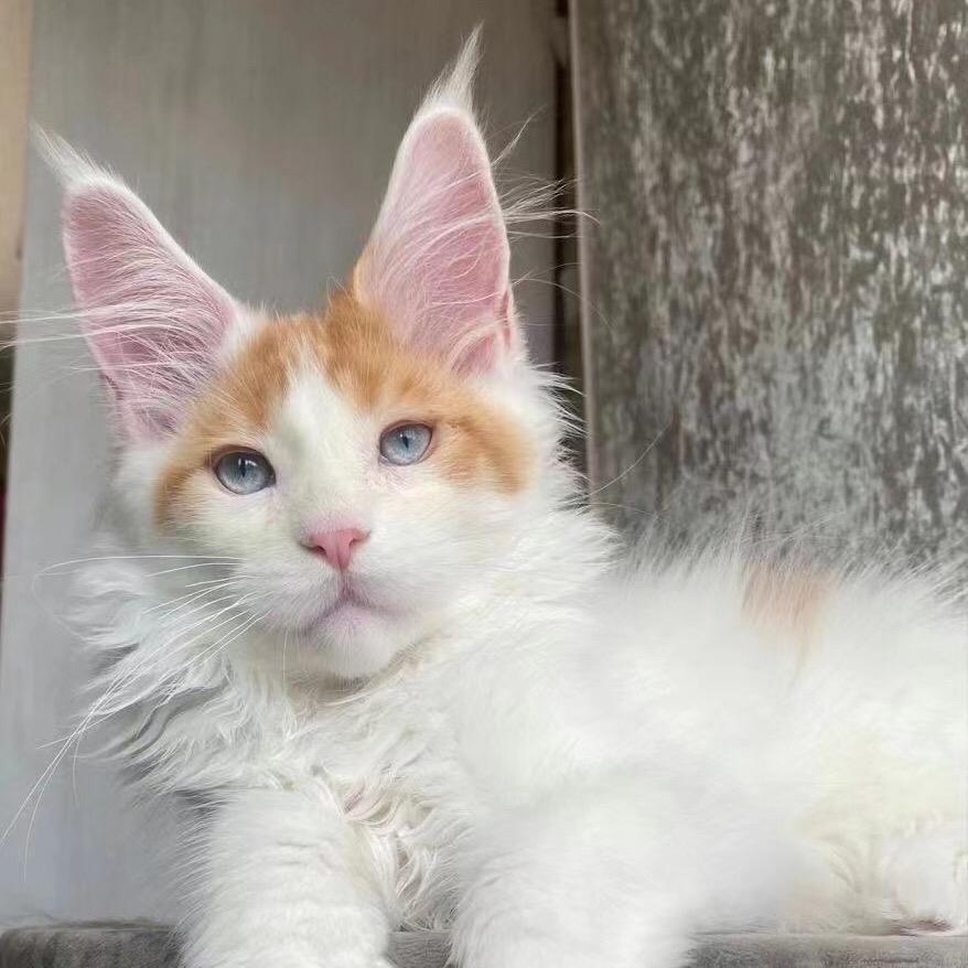 纯种缅因猫繁育