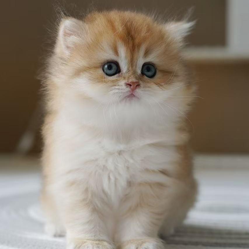 古德猫ing阿潘