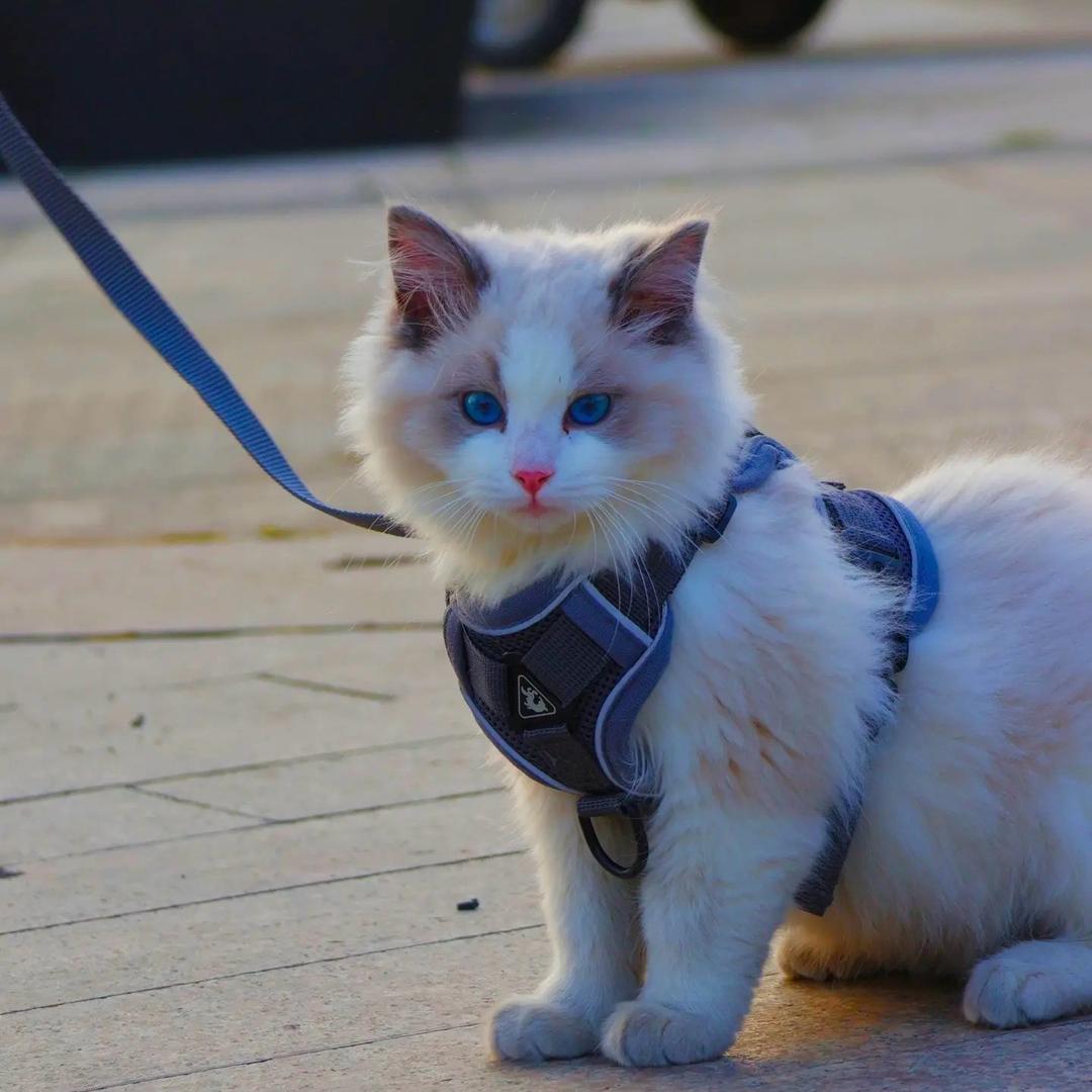 欧尼酱猫咖