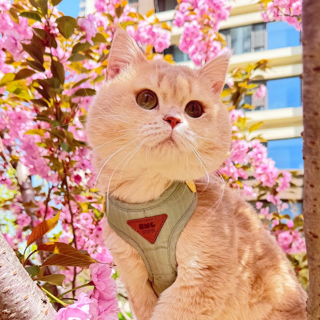 毛兔咪