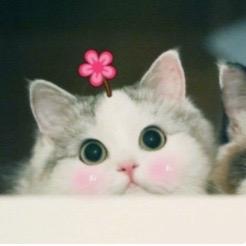 我的猫咪世界