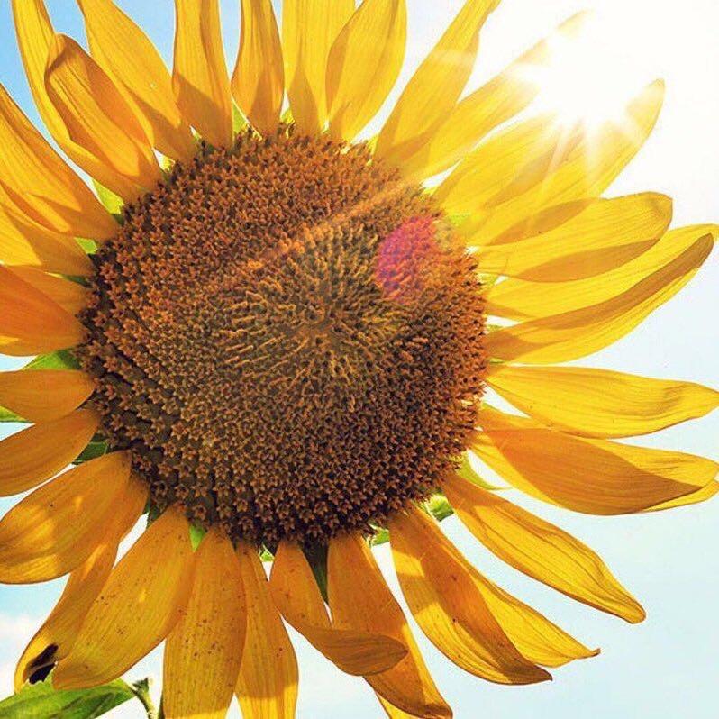 阳光🌻