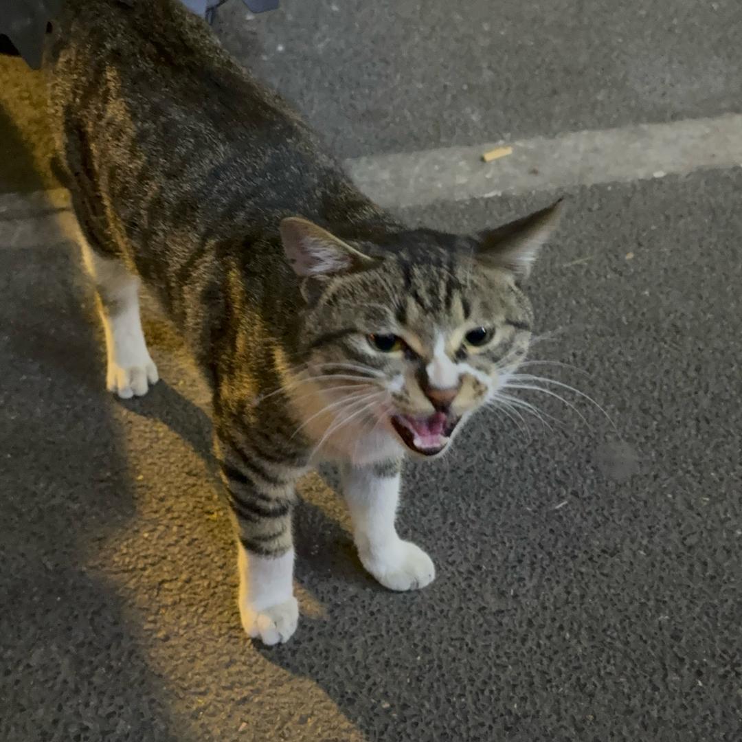 鹤望兰·阿帕思