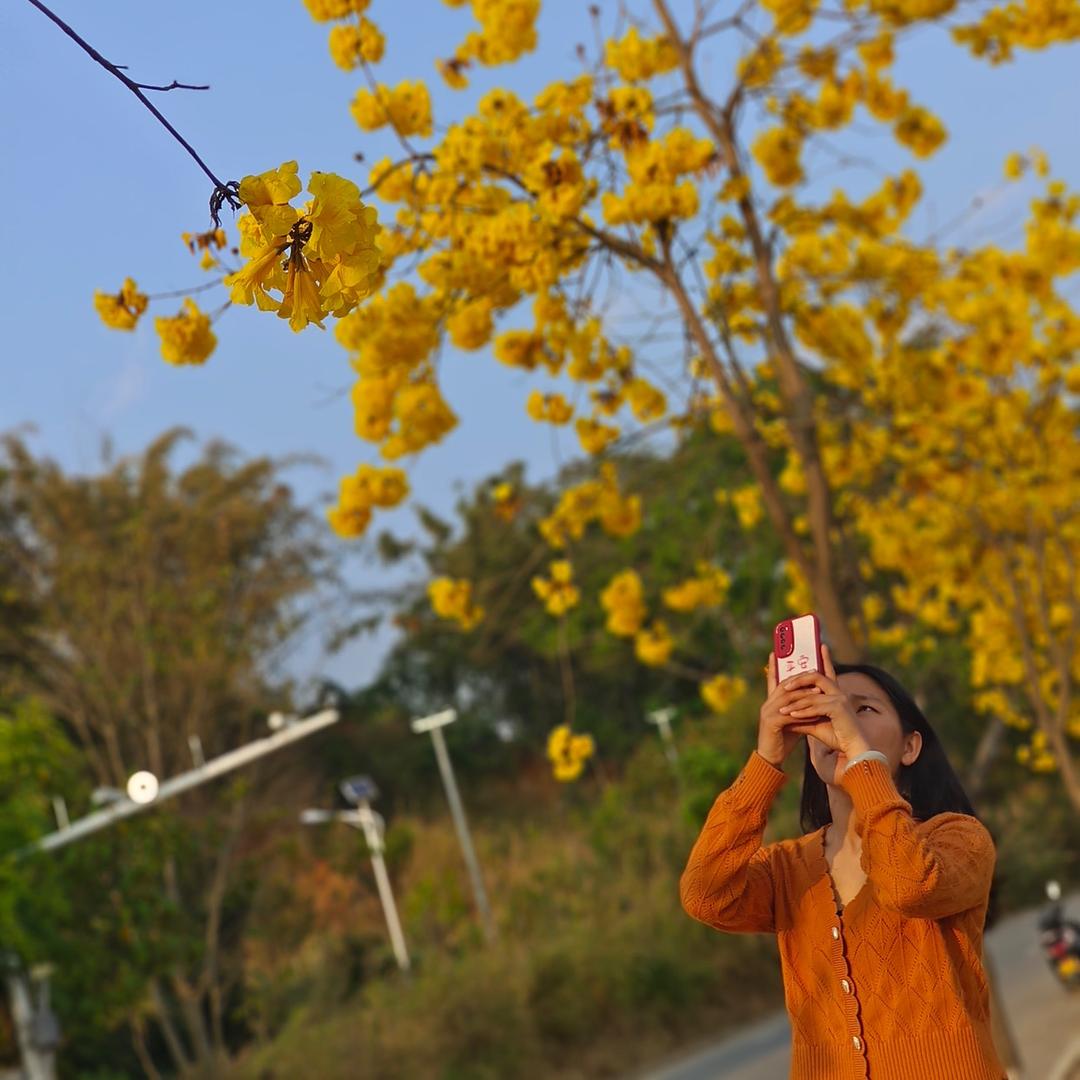 缅甸花花